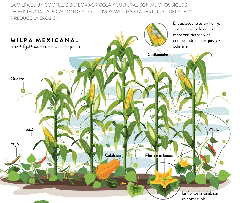 milpa